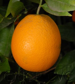 Harward Late Valencia orange