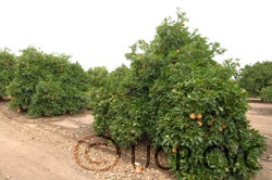 Henderson Ruby grapefruit tree