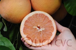 Henderson Ruby grapefruit sliced open close up