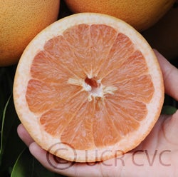 Henderson Ruby grapefruit