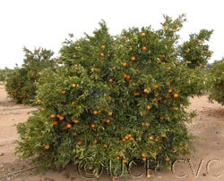Hernandina clementine tree