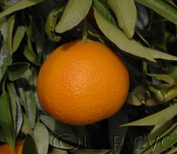 Hernandina clementine fruit