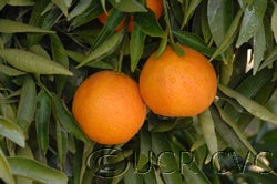 Hernandina clementine