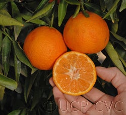 Hernandina clementine