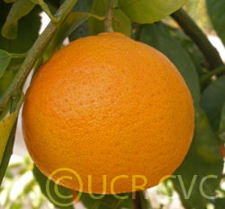 Hickson mandarin