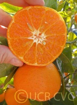 Hickson mandarin sliced open