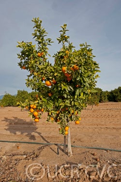 Hickson mandarin tree