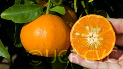 Hickson mandarin sliced open on tree