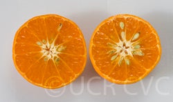 Hickson mandarin sliced open