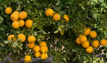 Hiryu Flying dragon trifoliate fruit on tree