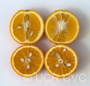 Homosassa sweet orange sliced open