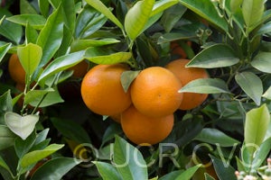 Homosassa sweet orange on tree