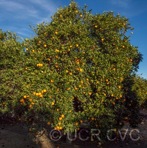 Homosassa sweet orange tree