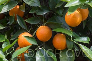 Homosassa sweet orange fruit on tre