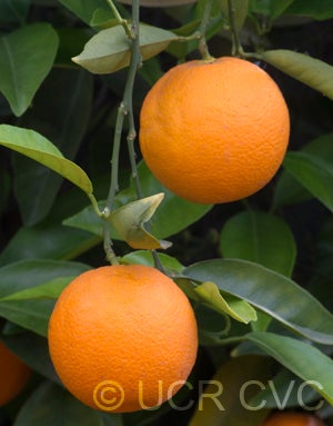 Homosassa sweet orange fruit on tree