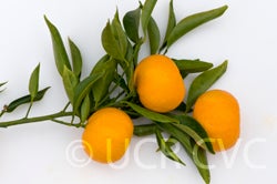 4 Facts About the Honey Mandarin – Fresh from the Sunbelt