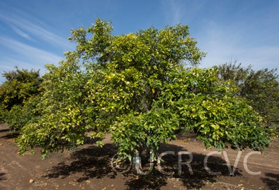 Ichang lemon tree in orchard