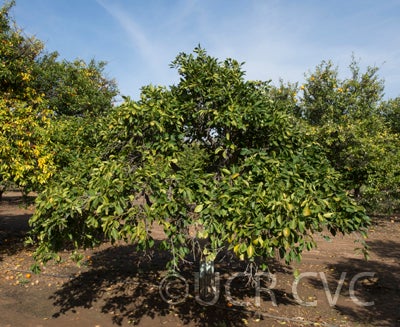 Ichang lemon tree