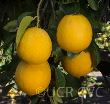 Ichang lemon on tree