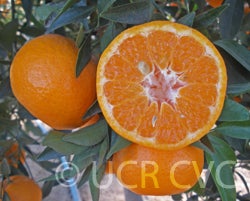 Imperial mandarin cut open on tree
