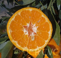 Imperial mandarin sliced open