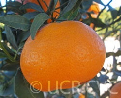 Imperial mandarin