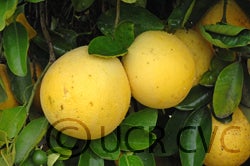 Imperial grapefruit on tree