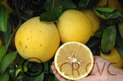 Imperial grapefruit cut on tree