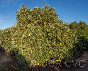 Imperial variegated sweet orange tree