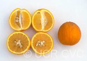 Imperial variegated sweet orange cut open