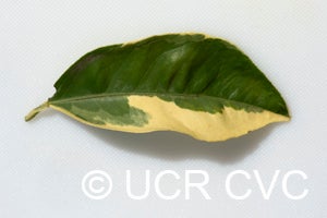 Imperial variegated sweet orange leaf
