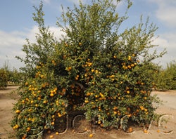 India lemon hybrid cvc001