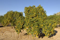 Indian sour orange hybrid tree
