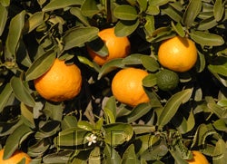 Indian sour orange hybrid on tree