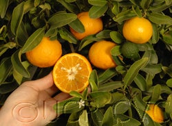 Indian sour orange hybrid sliced open