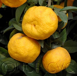 India lemon hybrid crc232202
