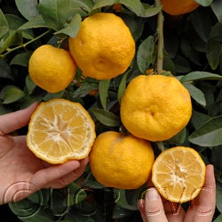 India lemon hybrid crc232226