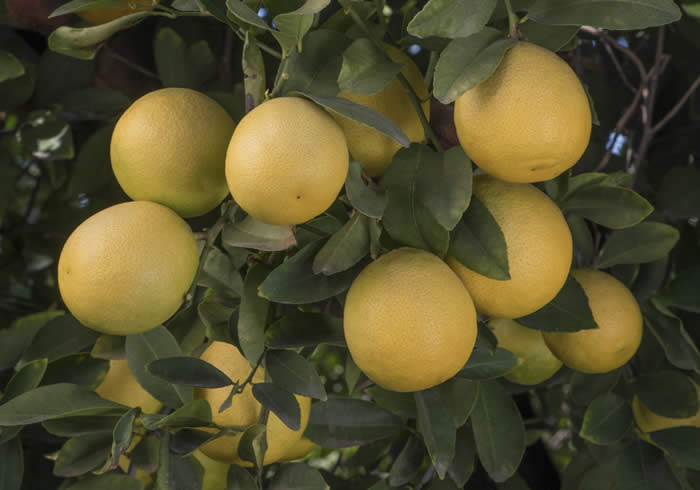 India lemon hybrid closeup on tree
