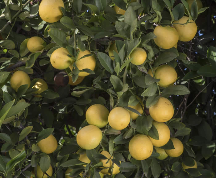 India lemon hybrid fruit on tree