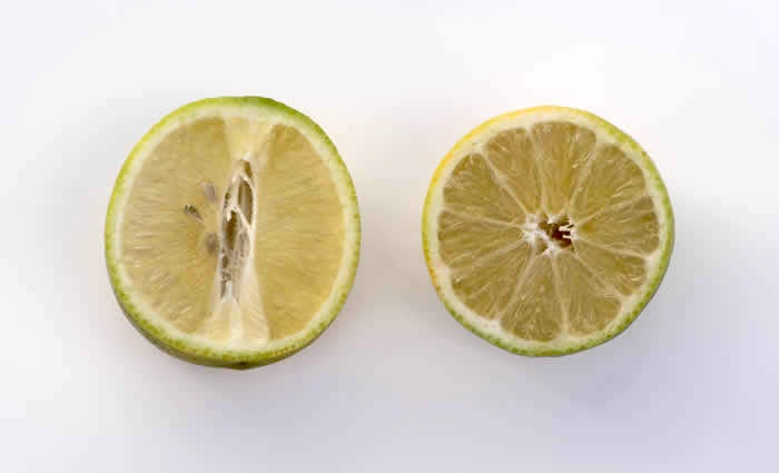India lemon hybrid crc2323006 India lemon hybrid sliced open