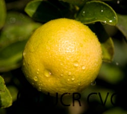 India lime (CRC 2450)