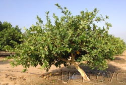 Indian citron hybrid CRC 138-B tree