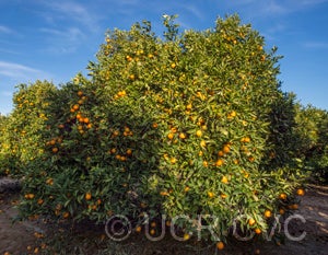 Indian River sweet orange tree