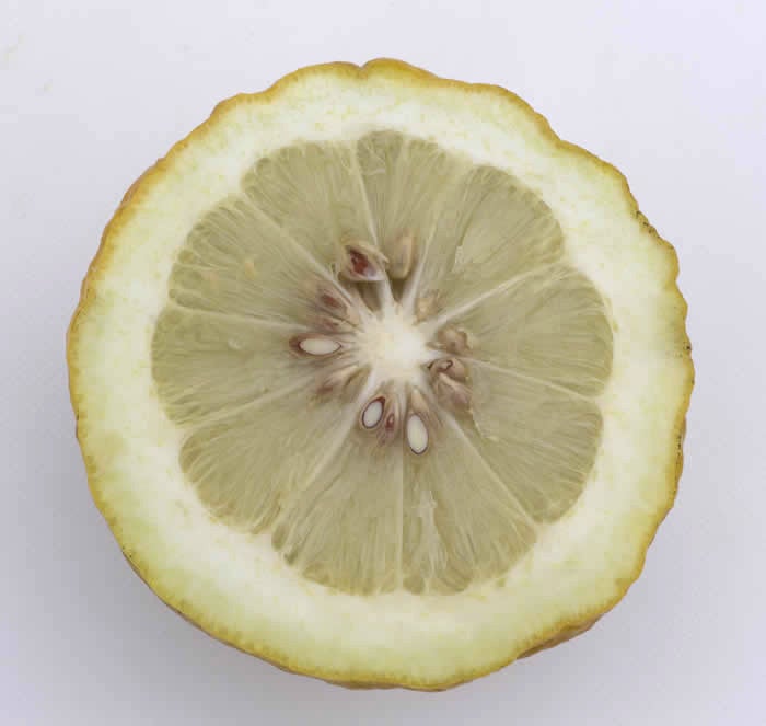 Indian citron hybrid CRC 138-A sliced open
