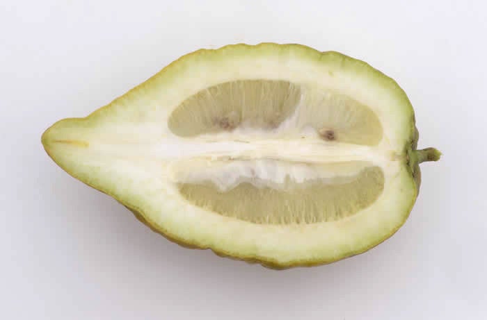 Indian citron hybrid CRC 138-A sliced open