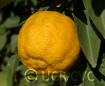 Indian rough lemon up close