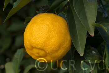 Indian rough lemon close up
