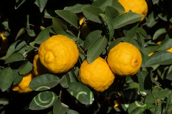 Indian rough lemon