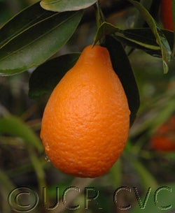 Indio mandarinquat close up