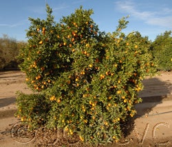 Indio mandarinquat tree